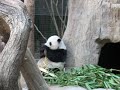 Gao Gao at the San Diego Zoo