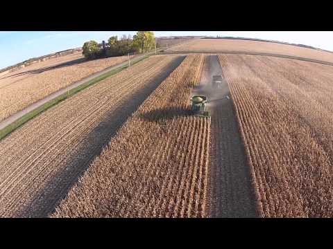 how to harvest october beans