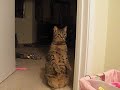 cat standing up(please comment) cat standing up(please comment)