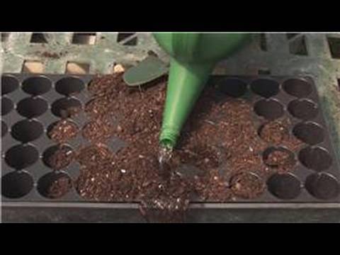how to plant chinese lanterns