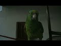 amazone colombien / perroquet