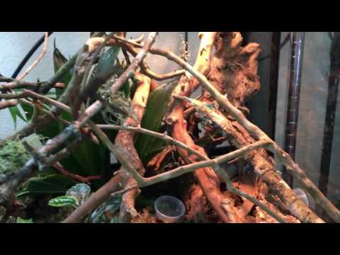 YouTube reptile video