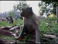 Cambodia - Long-tailed macaques in front of the Bayon Temple