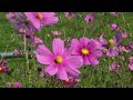 Click here to watch this video 羊ヶ丘展望台-札幌市 Hitsujigaoka View Spot in Sapporo