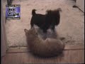 KITTEN VS PUPPY - Battle of the Pets