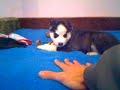 Husky-Negru-cu-Alb