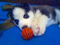 Husky-Negru-cu-Alb