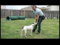 Basic Dog Training Tips : Training a Dog to Obey View Video