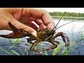 Видео - Как и где ловить раков (Full HD)