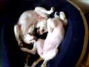 Kooikerhondjes Bonny en Twister Kooikerhondjes Bonny en Twister
