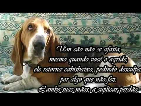 caes