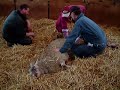 Another live lamb birth at sheep.com