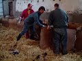 another-live-lamb-birth-at-sheepcom.html