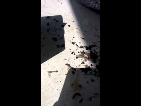 how to get rid cutworms