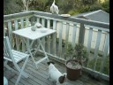 Local Friendly Cockatoo Staring Contest