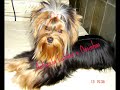 V�deo da antonela
