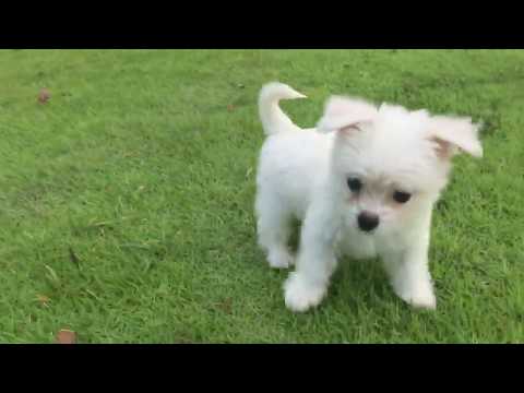 Bentley is the sweetest puppy. He loves exploring in the back garden while taking in the sunshine