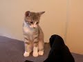 ネコ vs 手袋 - Cat vs Gloves -