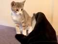 ネコ vs 手袋 - Cat vs Gloves -