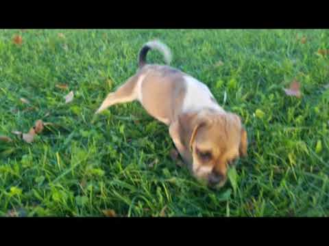 Sheldon the adorable puggle