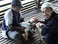 Memberi Anak Kambing Susu (Guna Botol) Memberi Anak Kambing Susu (Guna Botol)
