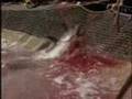 Tonno rosso in crisi. E l'ICCAT sta a guardare.