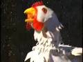 Shake a Tail Feather!