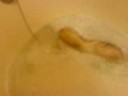 ferret unplugging bath ferret unplugging bath
