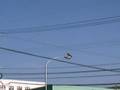 何処からか「とんび」の鳴き声が・・・