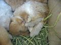 うさぎ