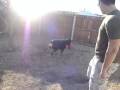 Rottweiler playing fetch