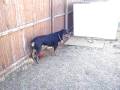 Rottweiler playing fetch