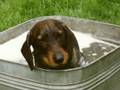 Beau Our Dachshund