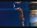 Oregon Coast Aquarium