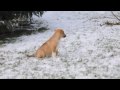 Rescue puppies - 2 pups available for adoption - Lonely Hearts Rescue