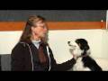 videos de Small Dog Breed Care : How to Care for a Blue Heeler