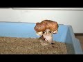 The Fonejacker (E4) Mouse V.S Cat V.S Blowtorch