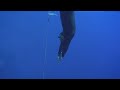 95m Freedive by David Mullins