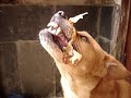 Kokey eating chicken skin