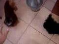 lola&nina pelea 