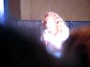 Raelee Hill Sings - Part 2