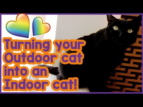 How to Make an Outdoor Cat an Indoor Cat! Turning Your Cat from and Outdoor Cat to an Indoor Cat!
