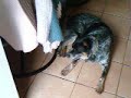 Australian   Cattle   Dog  "Babysitting" little brother