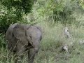 The Tough Little Elephant