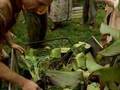Healing Quest: Permaculture