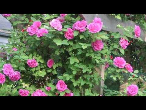 how to replant climbing roses