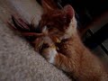 Pussy Cat Pussy Cat