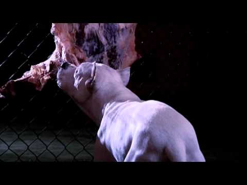 El perro de Rocky