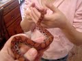 RED Brazilian Rainbow Boa Baby