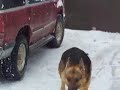 royalairs kodiak bear very large germn shepherd